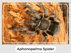 Aphonopelma Spider Image