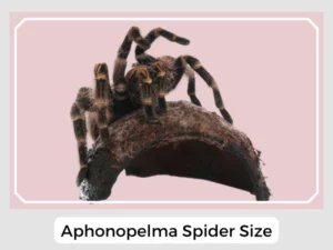 Aphonopelma Spider Size