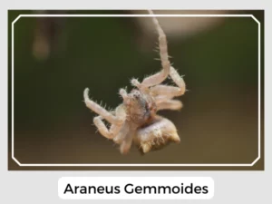 Araneus Gemmoides