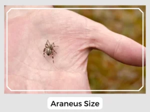 Araneus Size