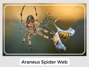 Araneus Spider Web