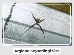 Argiope Keyserlingi Size