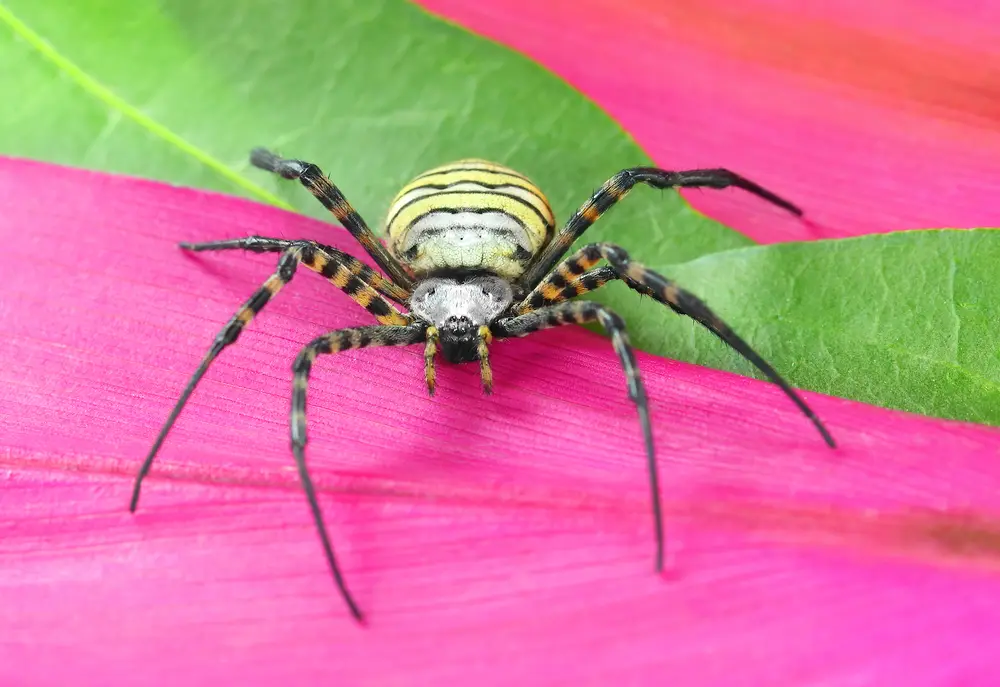 Argiope Spider