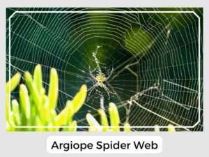 Argiope Spider Web