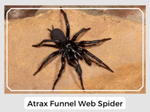 Atrax Funnel Web Spider