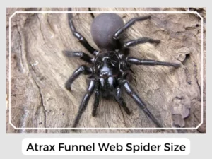 Atrax Funnel Web Spider Size