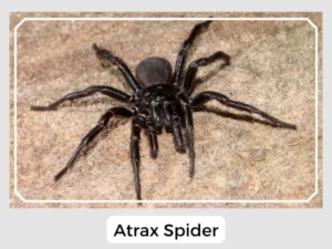 Atrax Spider