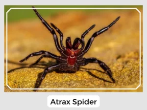 Atrax Spider Image
