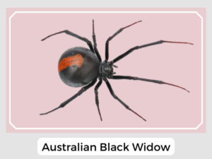 Australian Black Widow