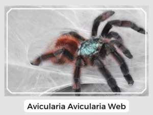 Avicularia Avicularia Web