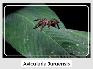 Avicularia Juruensis