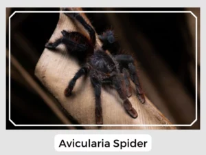Avicularia Spider
