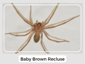 Baby Brown Recluse