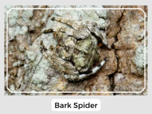 Bark Spider