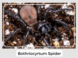 Bothriocyrtum Spider
