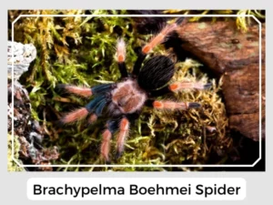 Brachypelma Boehmei Spider