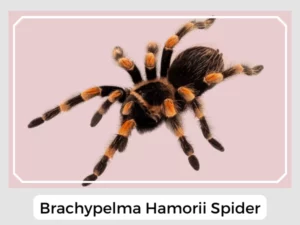 Brachypelma Hamorii Spider