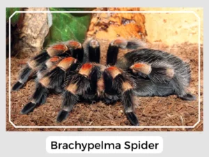 Brachypelma Spider