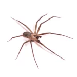Brown Recluse Image