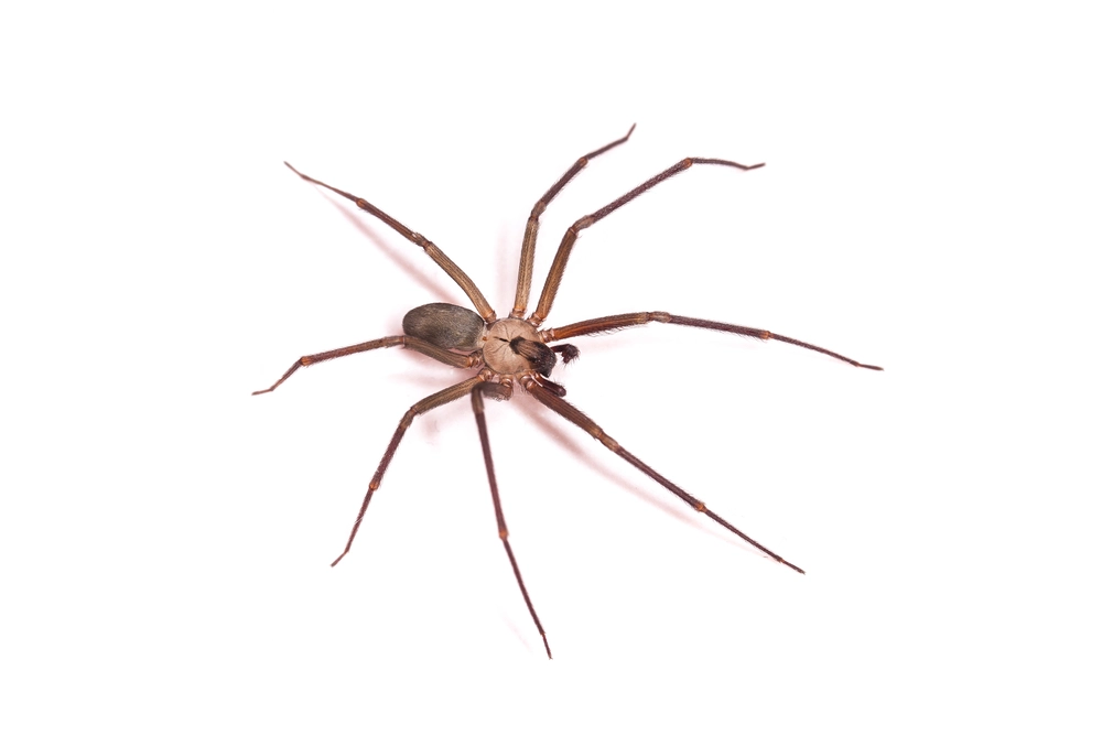 Brown Recluse Image