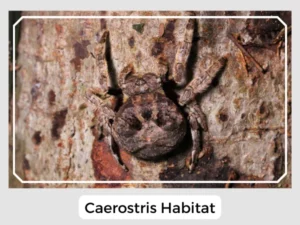 Caerostris Habitat
