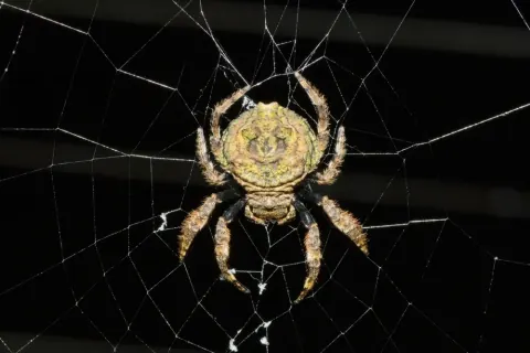 Caerostris Spider
