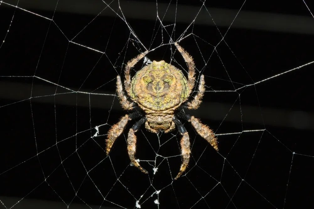 Caerostris Spider