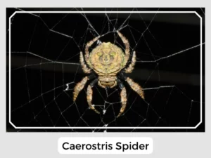 Caerostris Spider