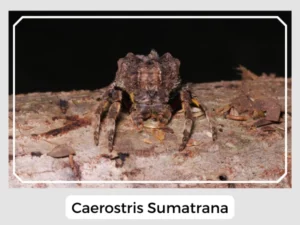 Caerostris Sumatrana