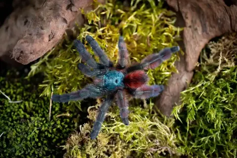 Caribena Spider
