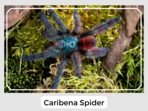 Caribena Spider