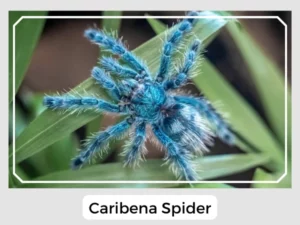 Caribena Spider Image