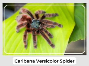 Caribena Versicolor Spider