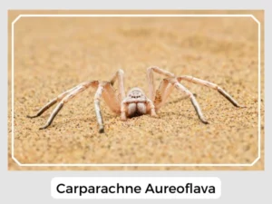 Carparachne Aureoflava