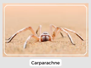 Carparachne Image