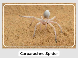 Carparachne Spider