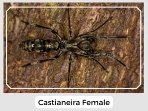 Castianeira Female