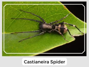 Castianeira Spider