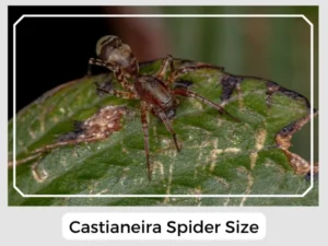 Castianeira Spider Size
