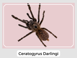 Ceratogyrus Darlingi