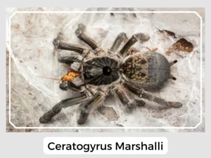 Ceratogyrus Marshalli
