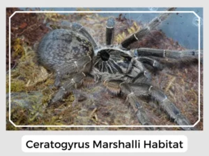 Ceratogyrus Marshalli Habitat