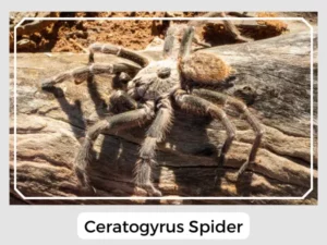 Ceratogyrus Spider