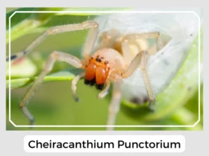 Cheiracanthium Punctorium