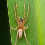 Cheiracanthium Spider