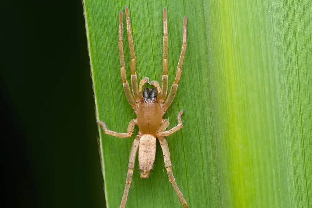 Cheiracanthium Spider