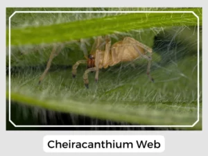 Cheiracanthium Web