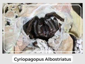 Cyriopagopus Albostriatus