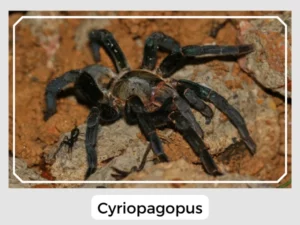 Cyriopagopus Image
