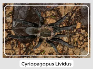 Cyriopagopus Lividus